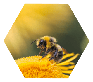 VitaBee cuidado profesional para la abeja