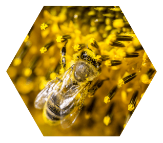 VitaBee protección y salud para la abeja