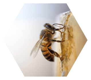 VitaBee alimentación nutricional para abejas